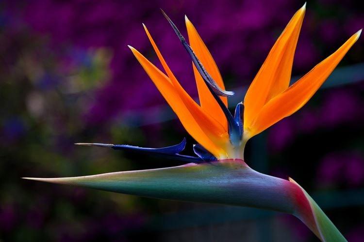 Strelitzia - Les plus belles fleurs du monde