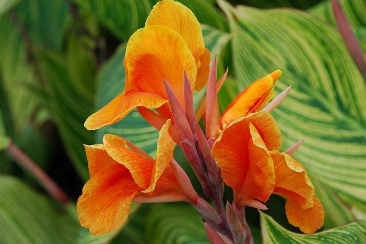 Canna - Les plus belles fleurs du monde
