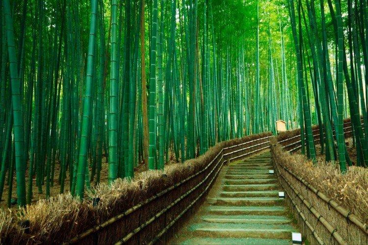 Forêt de bambous, Japon - Les plus beaux endroits du monde