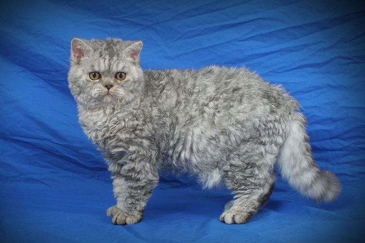 Selkirk Rex - Les plus belles races de chats