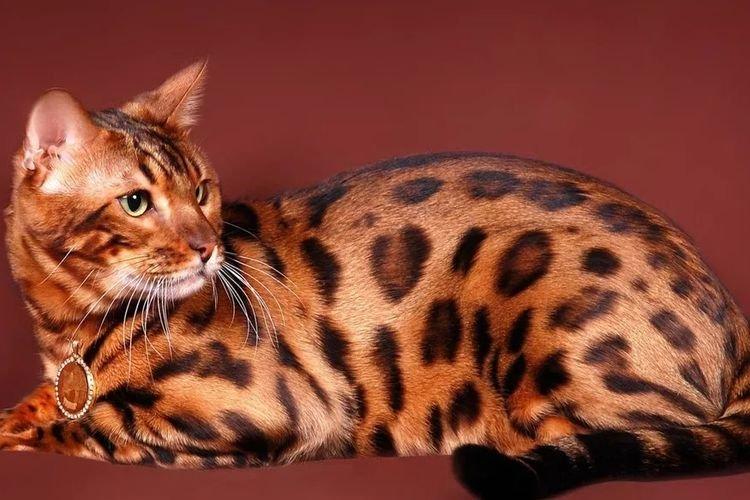 Chat Bengal - Les plus belles races de chats