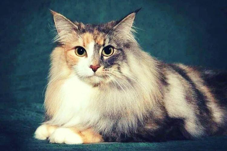 Forêt Norvégienne - Les plus belles races de chats