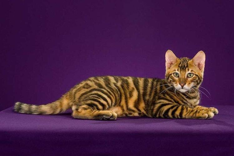 Toyger - Les plus belles races de chats