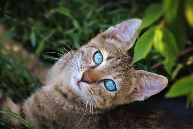 Ojos azules, Chat aux yeux bleus - Les plus belles races de chats
