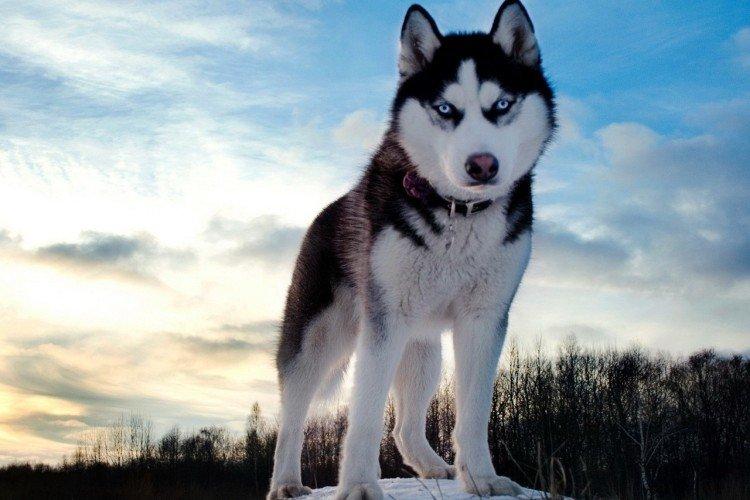Husky Sibérien - Les plus belles races de chiens