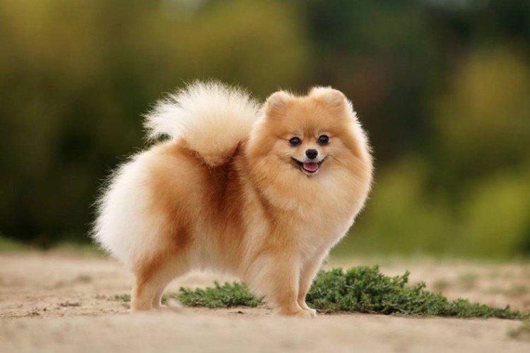 Poméranie - Les plus belles races de chiens