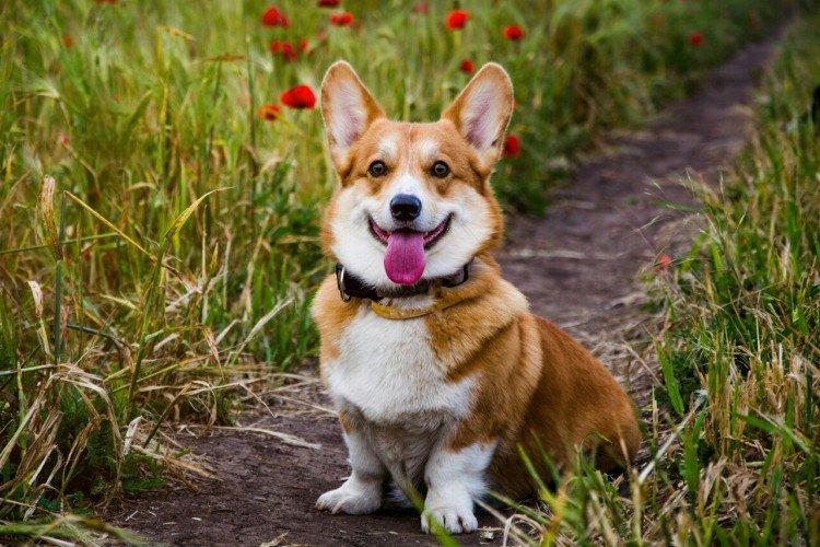 Welsh Corgi - Les plus belles races de chiens