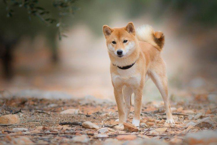 Shiba Inu - Les plus belles races de chiens
