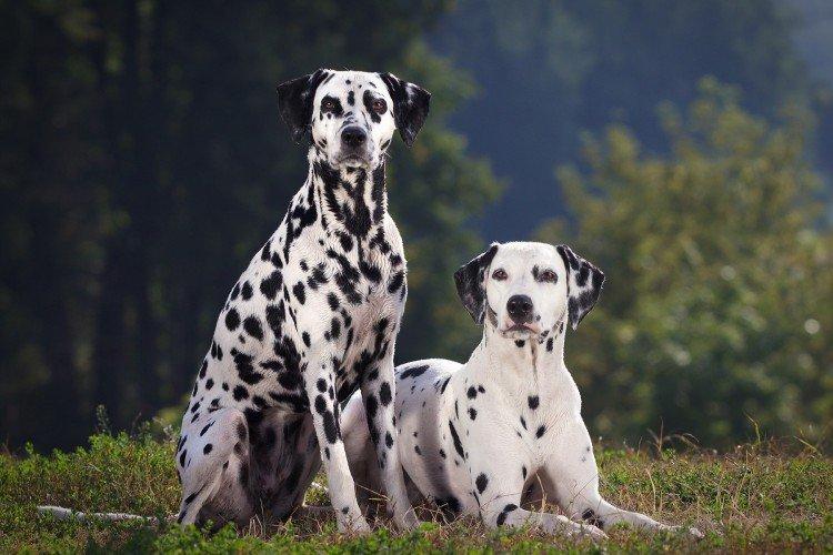 Dalmatien - Les plus belles races de chiens