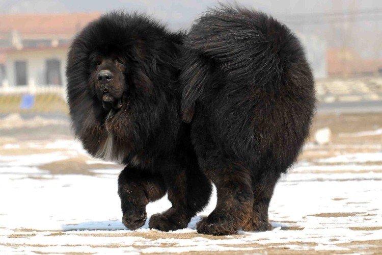 Dogue du Tibet - Les plus belles races de chiens