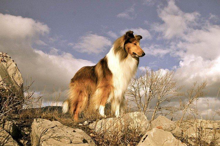 Collie - Les plus belles races de chiens