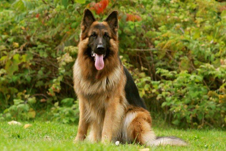 Berger Allemand - Les plus belles races de chiens