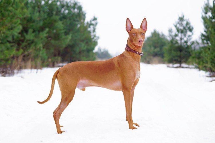 Pharaoh Hound - Les plus belles races de chiens