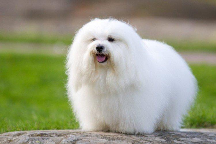 Coton de Tuléar - Les plus petits chiens du monde