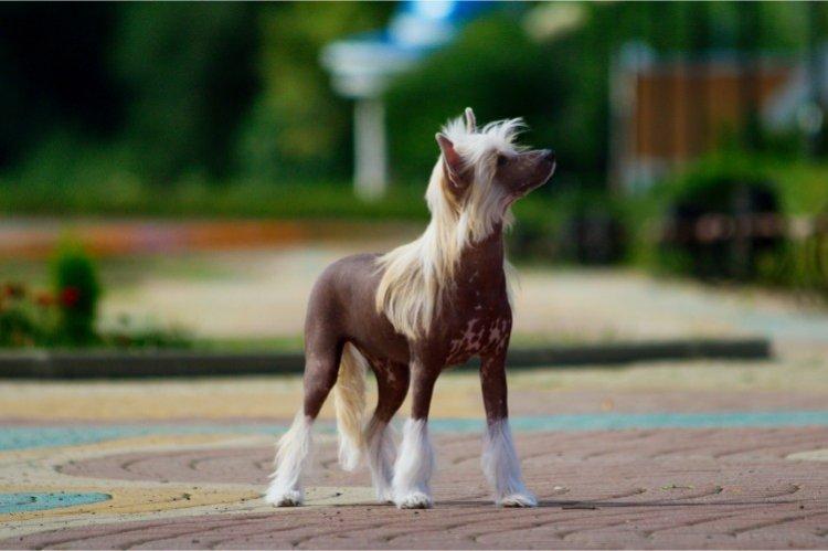 Chien chinois à crête - Les plus petits chiens du monde