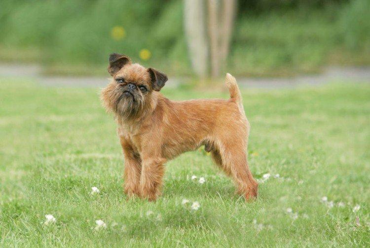 Brussels Griffin - Les plus petits chiens du monde