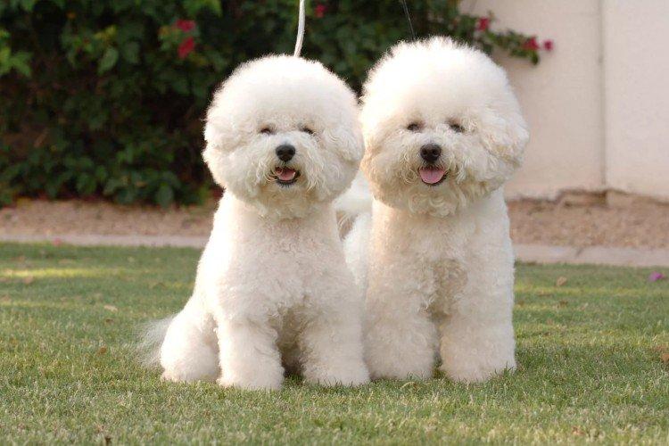 Bolognaise - Les plus petits chiens du monde