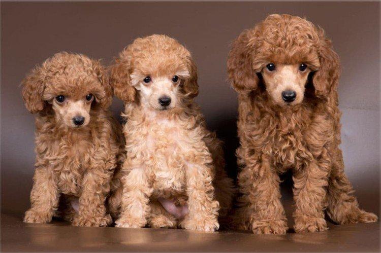 Caniche Toy - Les plus petits chiens du monde