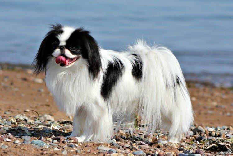 Japanese Chin - Les plus petits chiens du monde