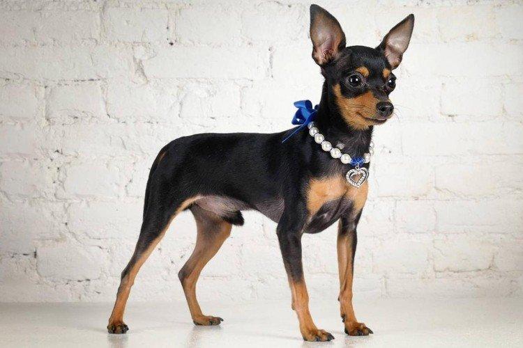 Ratman de Prague - Les plus petits chiens du monde