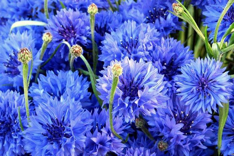 Bleuet - Les fleurs les plus simples à offrir