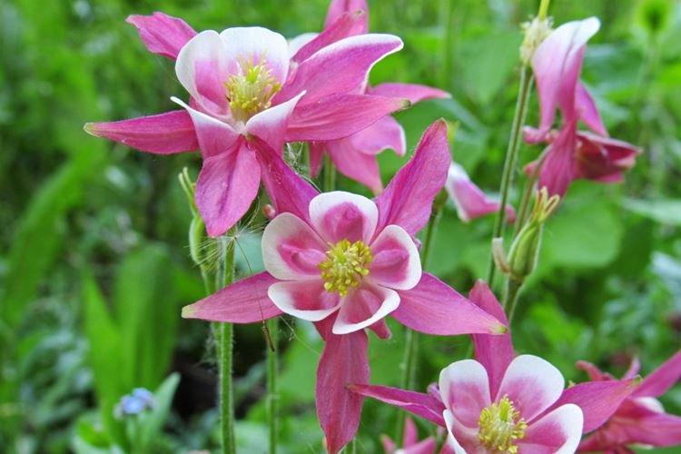 Aquilegia - Les fleurs les plus sans prétention pour une résidence d'été