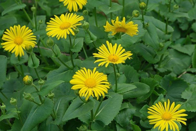Doronicum - Les fleurs les plus sans prétention pour une résidence d'été