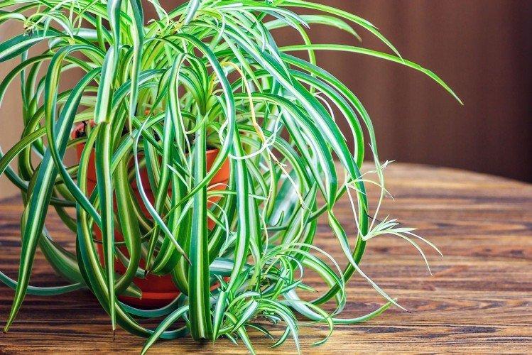 Chlorophytum - Les plantes d'intérieur les moins prétentieuses
