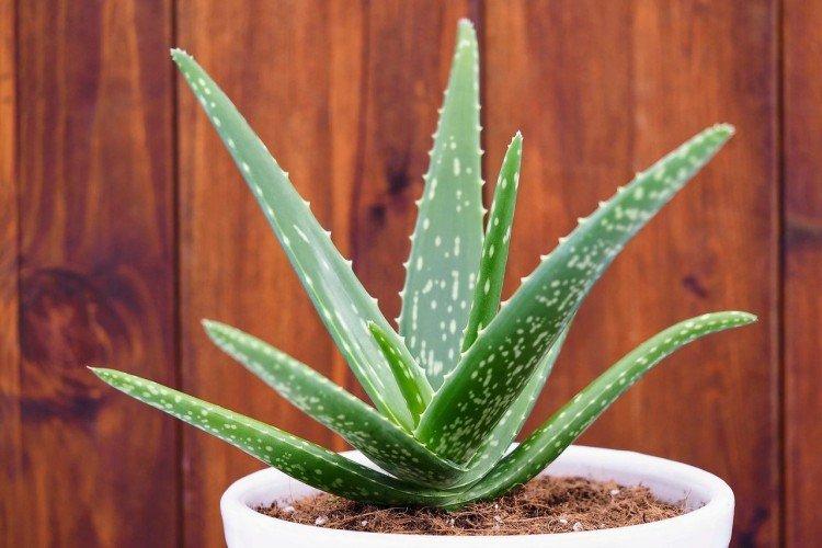 Aloe - Les plantes d'intérieur les plus sans prétention