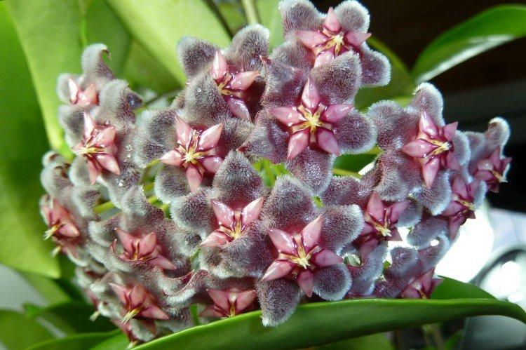 Hoya - Les plantes d'intérieur les plus sobres