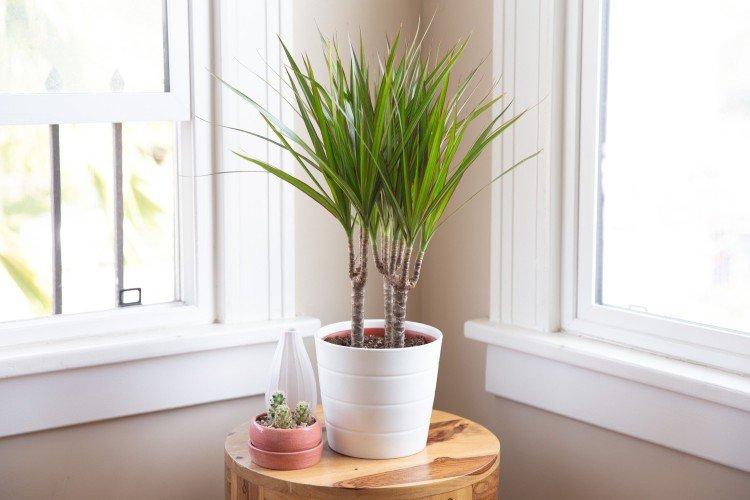 Dracaena - Les plantes d'intérieur les plus sans prétention