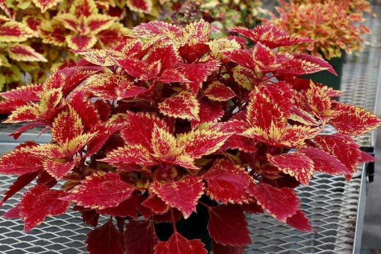 Coleus - Les plantes d'intérieur les plus sobres