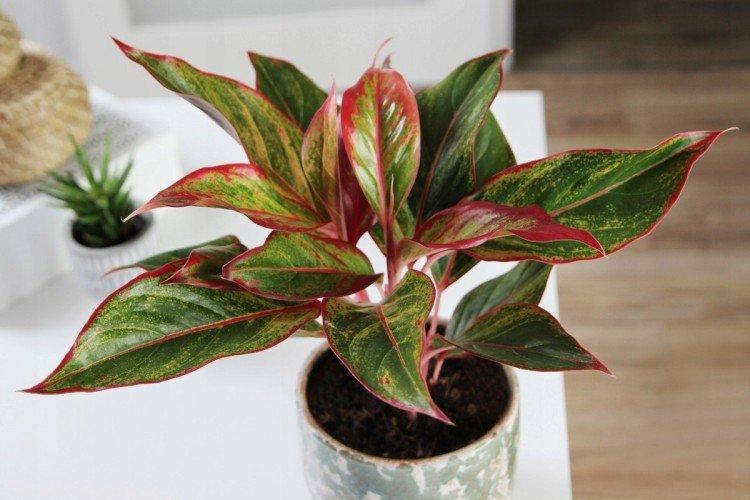 Aglaonema - Les plantes d'intérieur les plus sobres