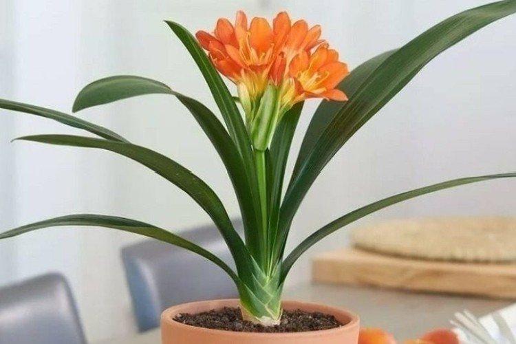 Clivia - Les plantes d'intérieur les plus sobres