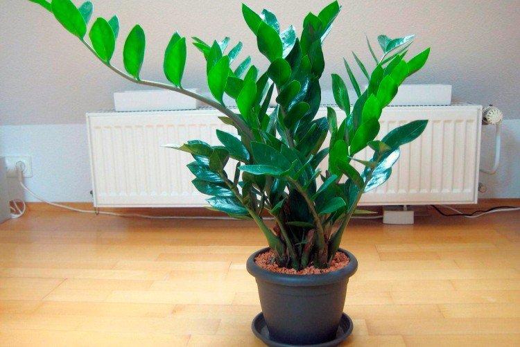 Zamioculcas - Les plantes d'intérieur les plus sobres