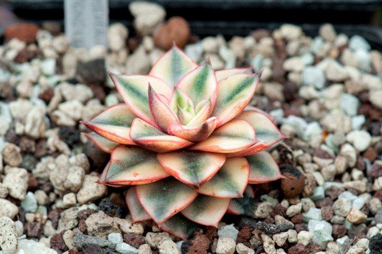 Echeveria - Les plantes d'intérieur les plus sans prétention