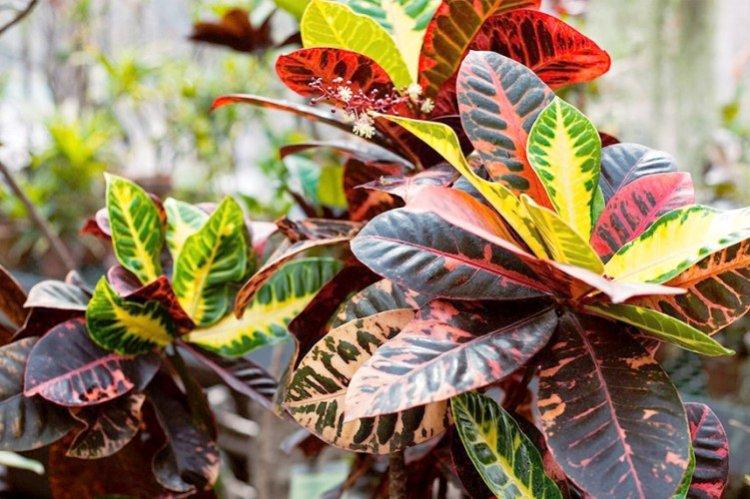 Croton - Les plantes d'intérieur les plus sobres