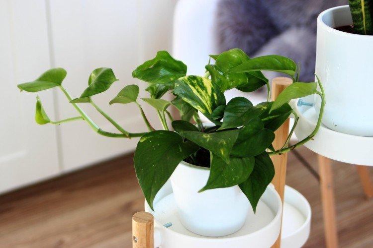 Scindapsus - Les plantes d'intérieur les plus sobres