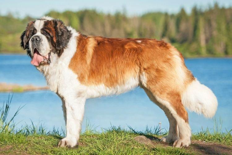 Saint Bernard - Les races de chiens les plus obéissantes