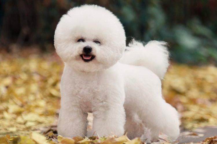 Bichon Frise - Les races de chiens les plus obéissantes