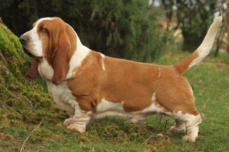 Basset Hound - Races de chiens les plus obéissants