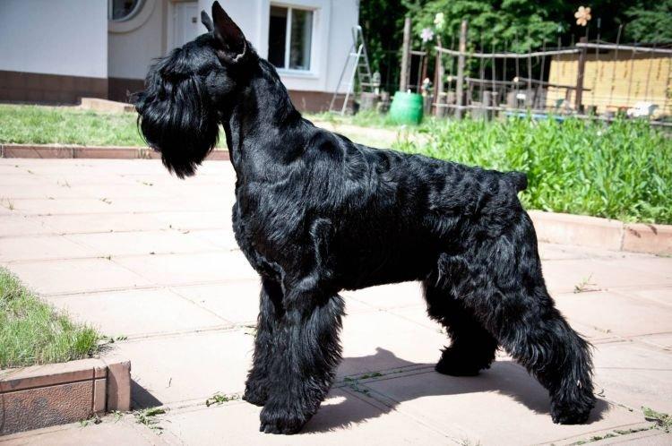 Schnauzer géant - Les races de chiens les plus obéissantes