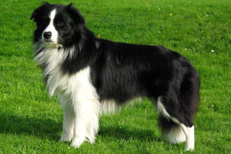 Border Collie - Races de chiens les plus obéissants