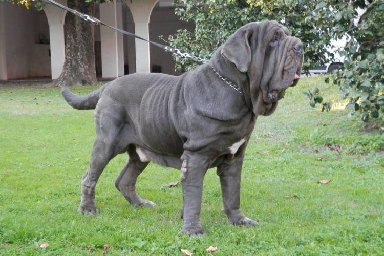 Mâtin napolitain - Les races de chiens les plus obéissantes