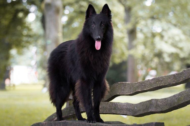 Berger Belge - Les races de chiens les plus intelligentes