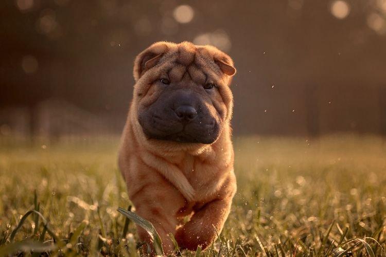 Shar Pei - Les races de chiens les plus intelligentes