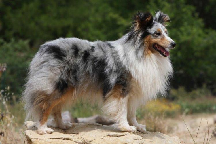 Sheltie - Les races de chiens les plus intelligentes
