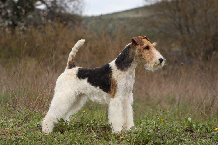 Fox Terrier - Les races de chiens les plus intelligentes