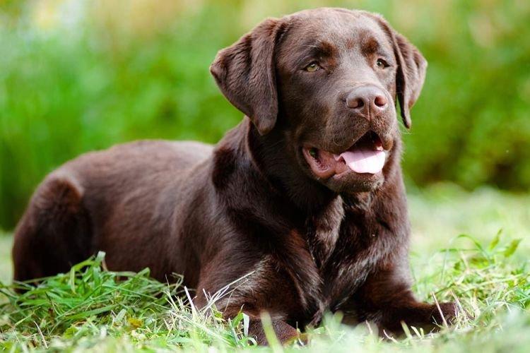 Labrador Retriever - Les races de chiens les plus intelligentes