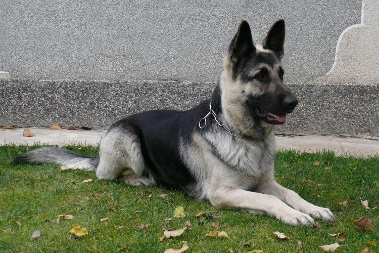 Berger d'Europe de l'Est - Les races de chiens les plus intelligentes